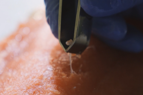 Second Trimming (Removal of Salt and Fine Bones)