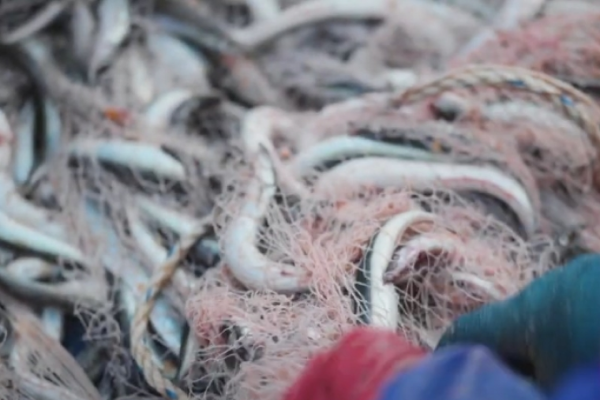 Raw Material Sourcing
